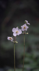 Beautiful wild flower (scientific name: Anemone begoniifolia)