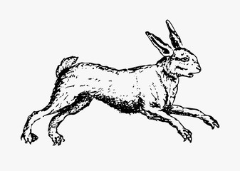 Hare rabbit vintage drawing
