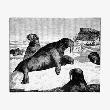 Herd of walrus vintage artwork