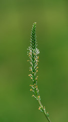 Flowers of Plantago