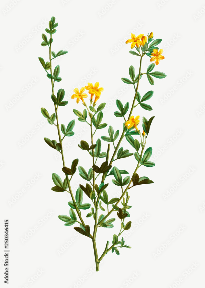 Poster Yellow Jasmine flowers