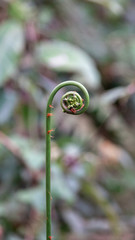 The curly young leaves of ferns.