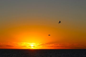 Fototapeta na wymiar Silhouette of two birds at sunset, Kuata Island, Yasawa Islands, Fiji