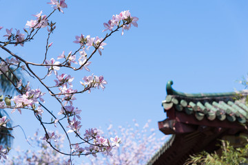Fototapeta premium A few Cercis chinensis bge in front of the eave