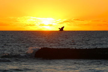 Silhouette of a bird at sunset, Kuata Island, Yasawa Islands, Fiji