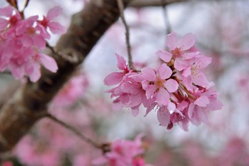 Blooming Showa Cherry Blossoms(Prunus 'Keio‐zakura') in the mountains, Taiwan.
