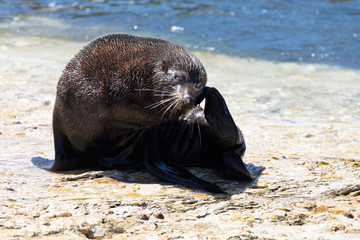 Seal in Kaikoura