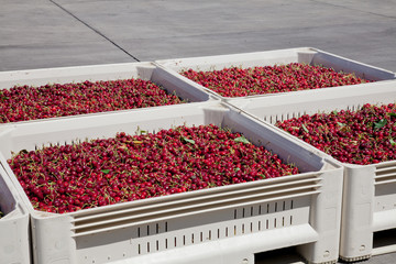 Many red ripe cherries in a bin ready to be packaged for sale