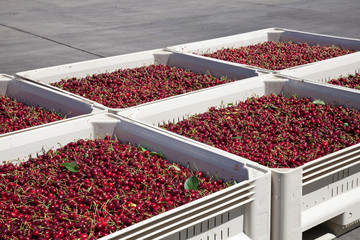 Many red ripe cherries in a bin ready to be packaged for sale