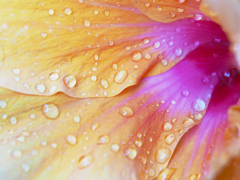 water drops on petals of orange Hibicus flowers