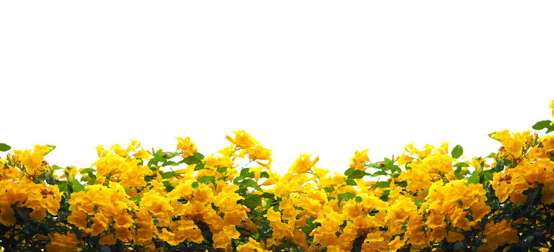 Yellow Elder Or Trumpetbush Flowers