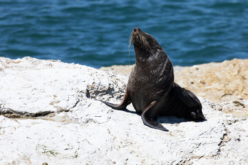 Seal in Kaikoura