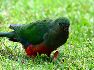Female King Parrot