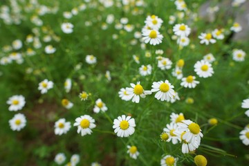 Top view of daisy flowers field, white flower as a background (Bellis perennis, day’s eye, Senecio greyi), Soft Focus