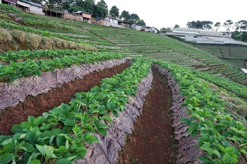 Fototapeta na wymiar Strawberry field at Chiang Mai, Thailand
