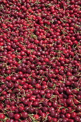 Many red ripe cherries in a bin ready to be packaged for sale