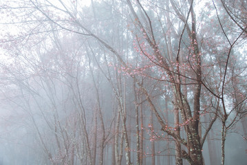 Wild Himalayan Cherry and fog in morning