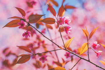 Wild Himalayan Cherry flower and blue sky in sunny day