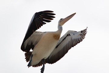 flying pelican isolated on white background Australia Queensland take off