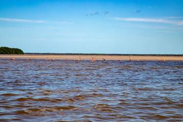  Various birds of Mexico in Celestun Park. Herons, pink flamingos and other inhabitants