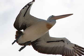 flying pelican isolated on white background Australia Queensland taking off