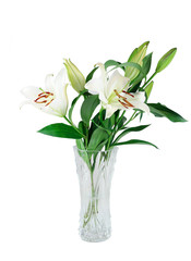 blooming white lily in the vase isolated on white background
