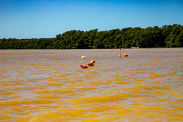  Various birds of Mexico in Celestun Park. Herons, pink flamingos and other inhabitants