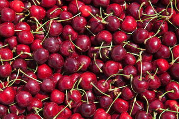 Many red ripe cherries in a bin ready to be packaged for sale