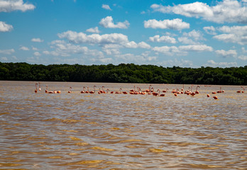  Various birds of Mexico in Celestun Park. Herons, pink flamingos and other inhabitants