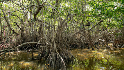  Various birds of Mexico in Celestun Park. Herons, pink flamingos and other inhabitants