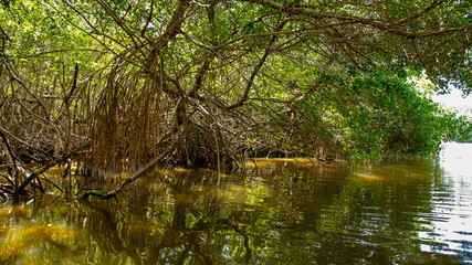  Various birds of Mexico in Celestun Park. Herons, pink flamingos and other inhabitants