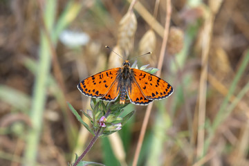 Nymphalidae / Benekli İparhan / / Melitaea didyma