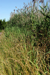 Delta del Llobregat. Natural Park in Barcelona. El Prat. Spain