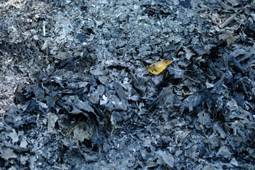 the autumn tree leaves on the ashes​ ground​​ from​ burning​ leaves.