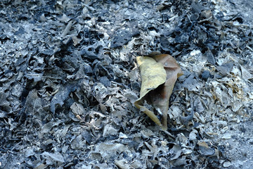 the autumn tree leaves on the ashes​ ground​​ from​ burning​ leaves.