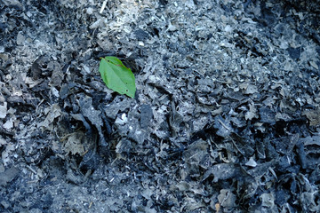 the green leaves on the ashes​ ground​​ from​ burning​ leaves.