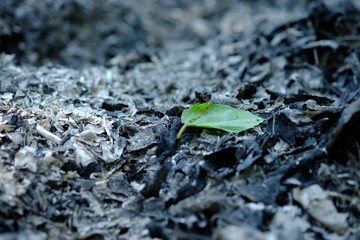 the green leaves on the ashes​ ground​​ from​ burning​ leaves.