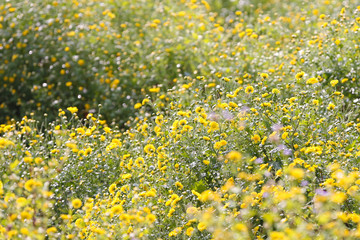 field of yellow flowers