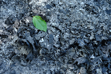 the green leaves on the ashes​ ground​​ from​ burning​ leaves.