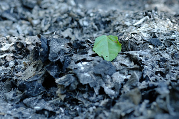 the green leaves on the ashes​ ground​​ from​ burning​ leaves.