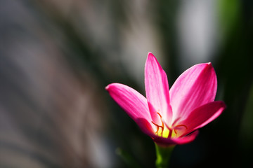 beautiful pink rain lily flower.