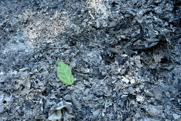 the green leaves on the ashes​ ground​​ from​ burning​ leaves.