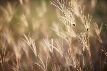 fields of dry reeds grass background