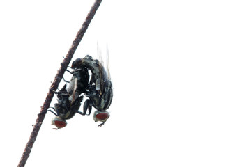 fly mating isolated on white background