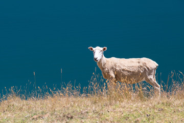 Marlborough Sheep