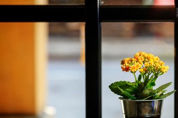 nice yellow flower with nice light bakground