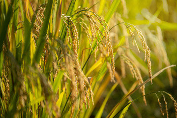 Organic Jasmine Rice in the Rice Field Background