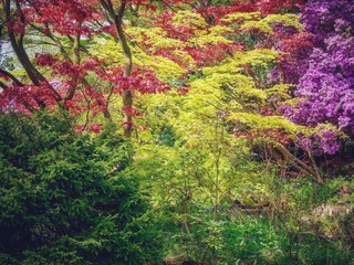 Maple Tree Garden