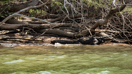  Magic mountains, sheer cliffs, monkeys, crocodiles - Canyon del Sumidero