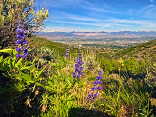Flowers by Skip Weeks
